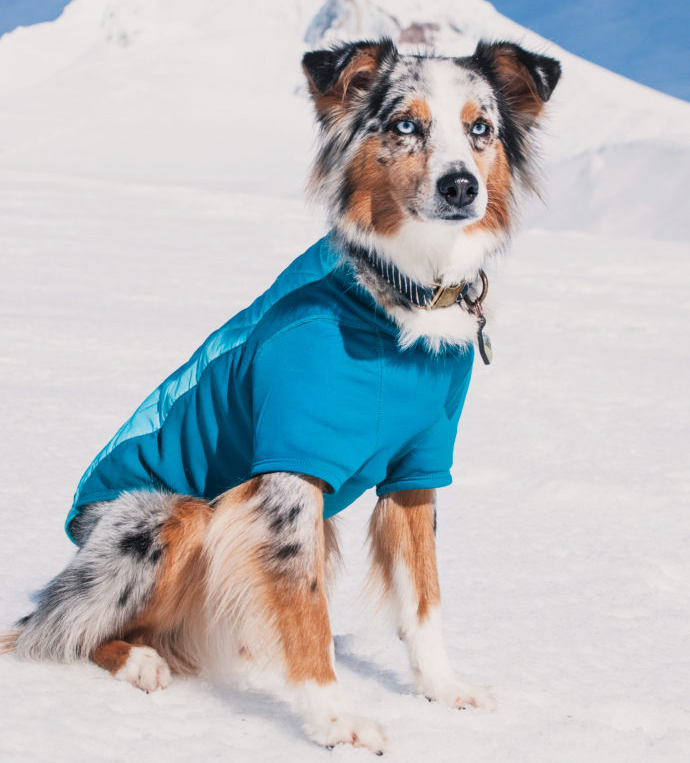 Recenzia oblečenie pre psov Ruffwear Powder Hound Dogee to